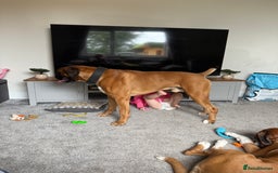 Boxer dogs for stud: Proven stud amazing temperament & health tested - Image 3