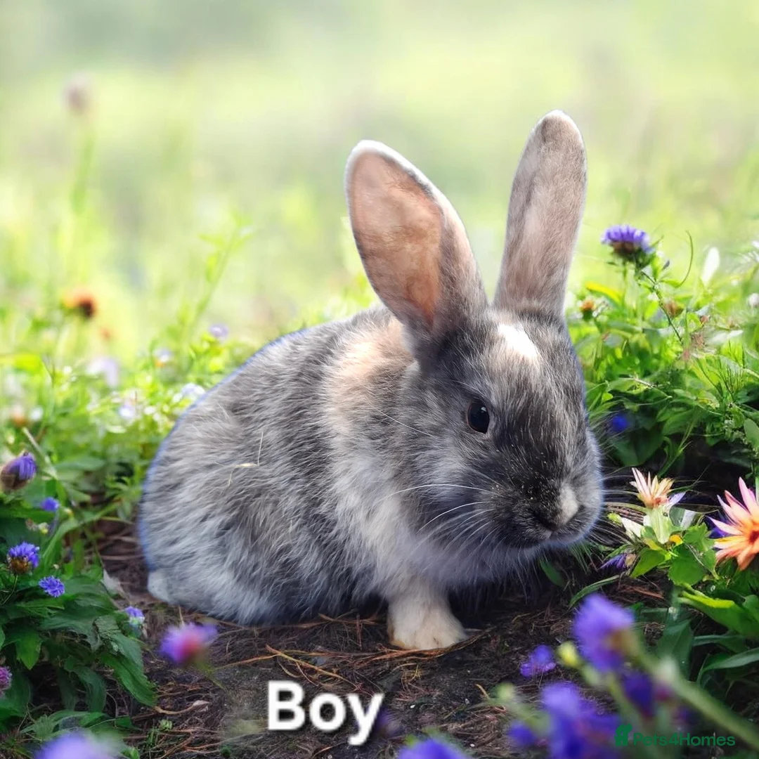 Mixed Breed rabbits for sale: Baby rabbits for sale - Advert 2