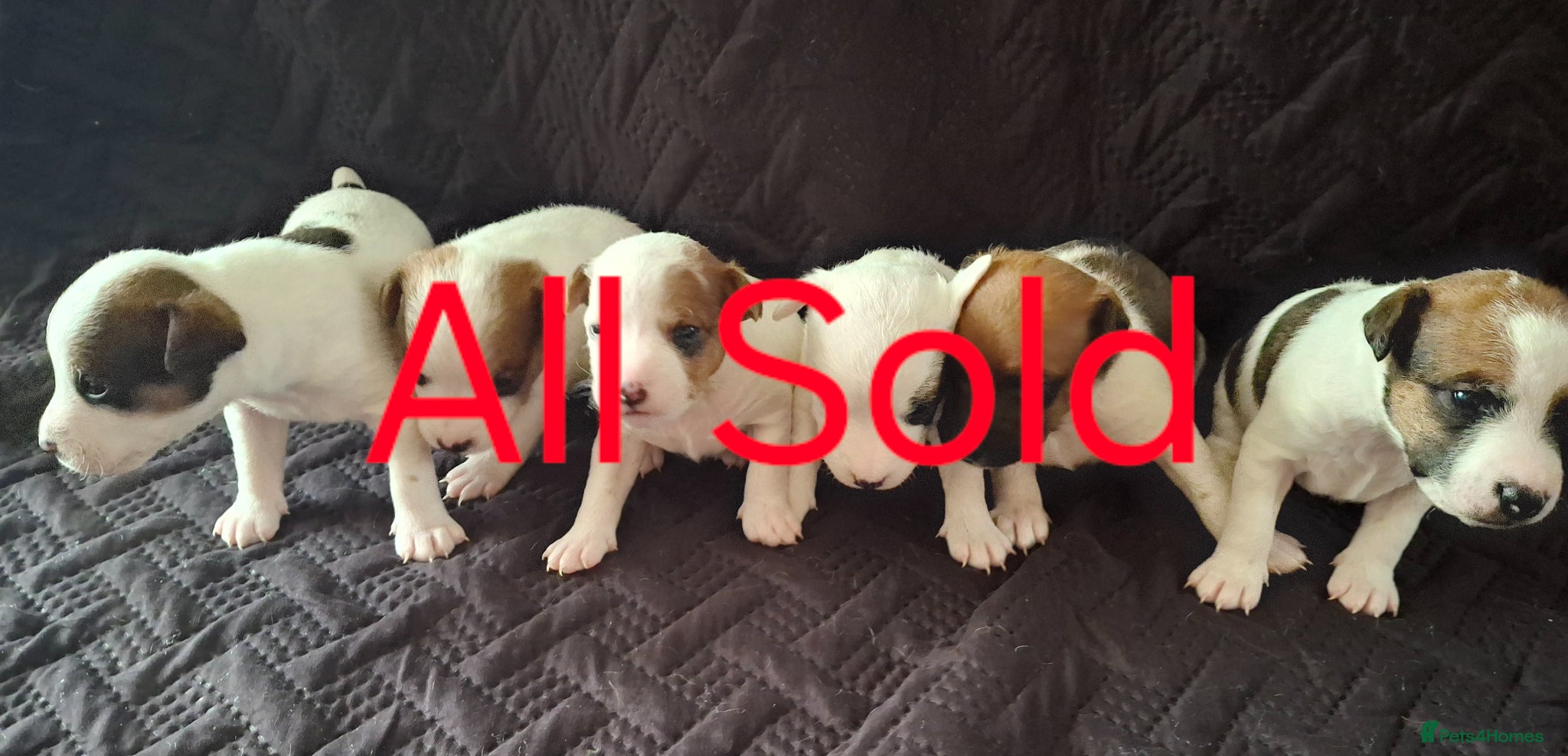 Parson Russell dogs 6 Parson Russell Terrier Pups for sale - Advert 1