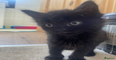 Mixed Breed cats - Advert 11