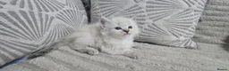 Maine Coon cats for sale: Mainecoon/ragdoll - Advert 6