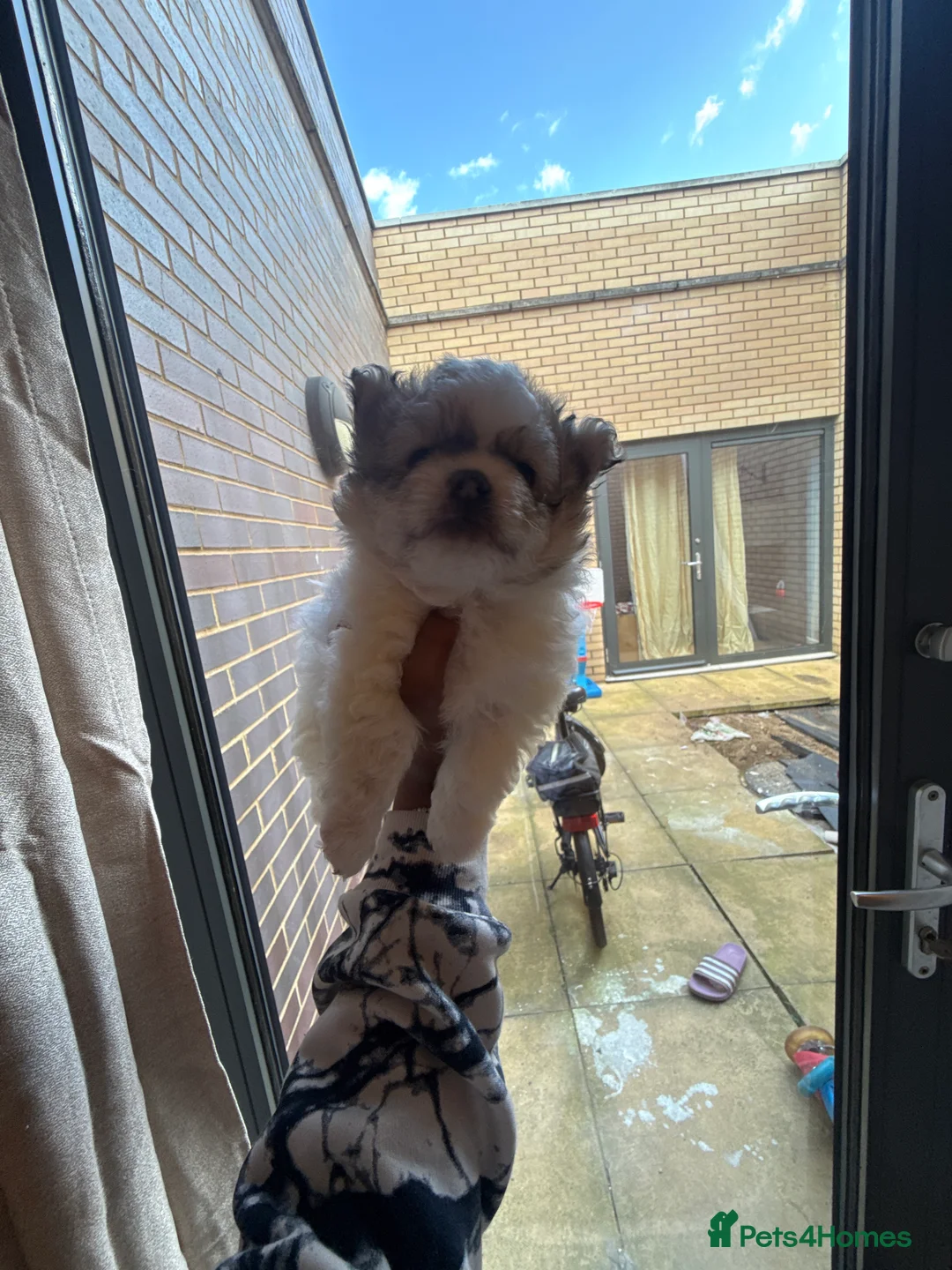 Bichon Frise dogs for sale: Puppies for sell  - Advert 2