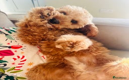 Cavapoo dogs for sale: 10 month boy Cavapoo - Advert 1