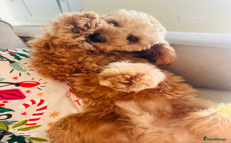 Cavapoo dogs 10 month boy Cavapoo - Advert 1