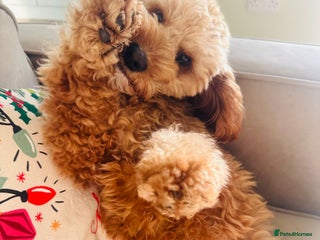Cavapoo dogs for sale: 10 month boy Cavapoo - Advert 1