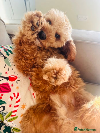 Cavapoo dogs 10 month boy Cavapoo - Advert 1