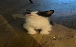 Mixed Breed cats for sale: Beautiful baby boy kitten - needs rehoming - Image 5