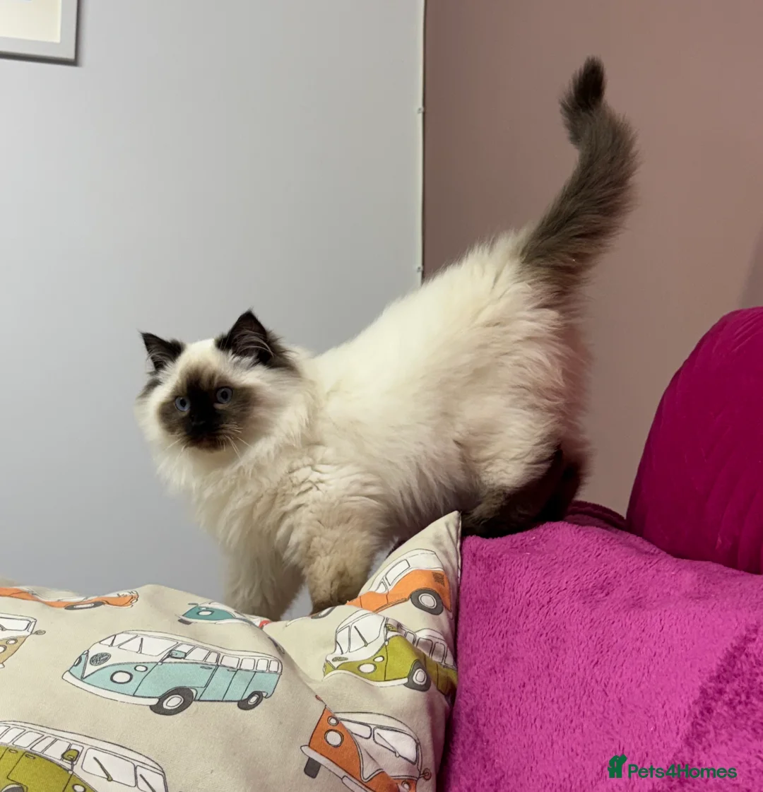 Ragdoll cats for sale: Champion Sired Ragdoll Kittens  - Advert 6