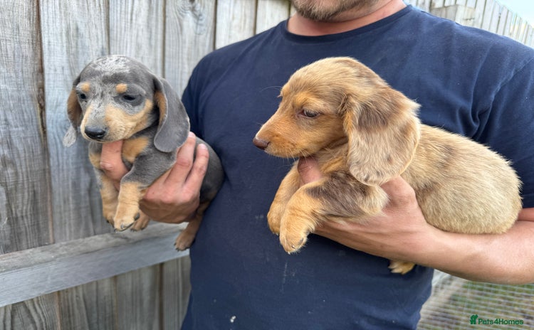 Miniature Dachshund dogs - Advert 13