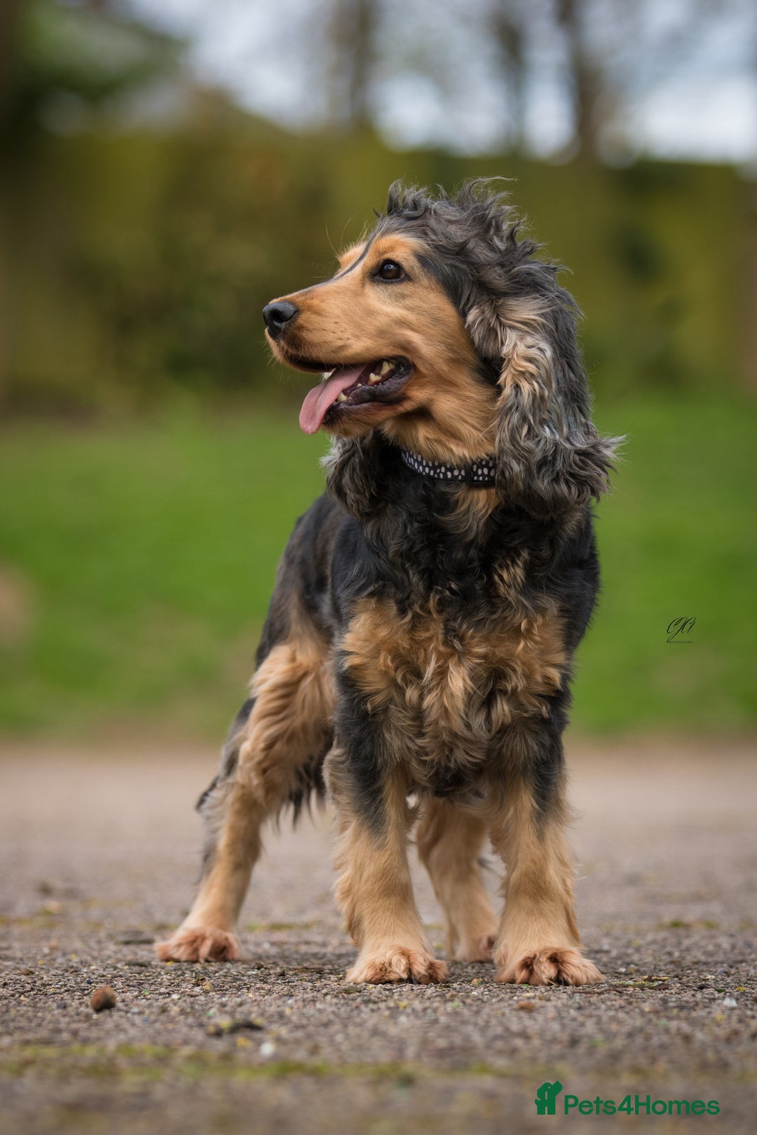 Cockapoo dogs for sale: Extensively health tested Cockapoo puppy’s  - Image 6
