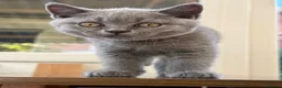 British Shorthair cats for sale: Blue Male British Shorthair – Ready to Leave - Advert 2