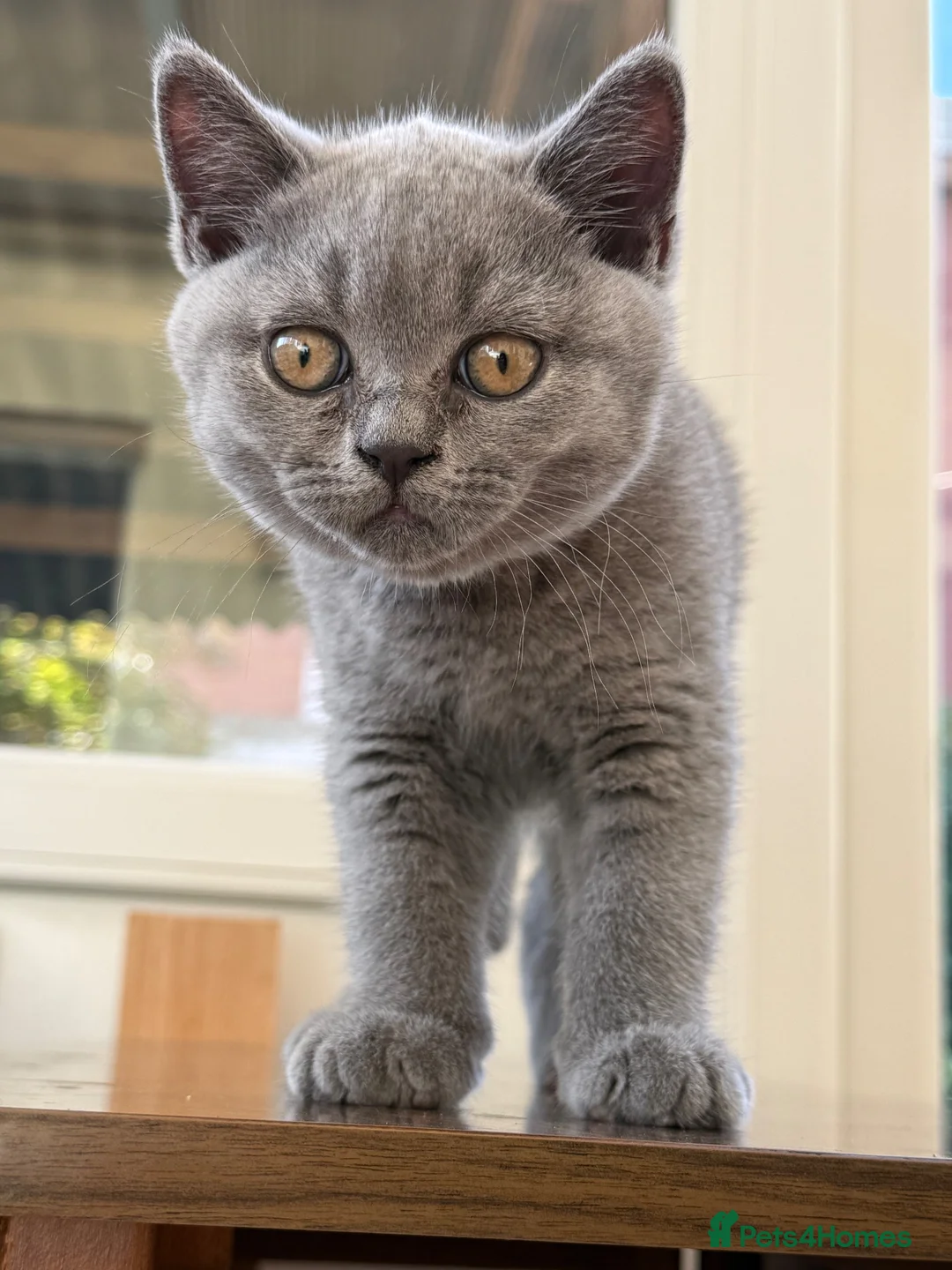 British Shorthair cats for sale: Blue Male British Shorthair – Ready to Leave - Advert 2