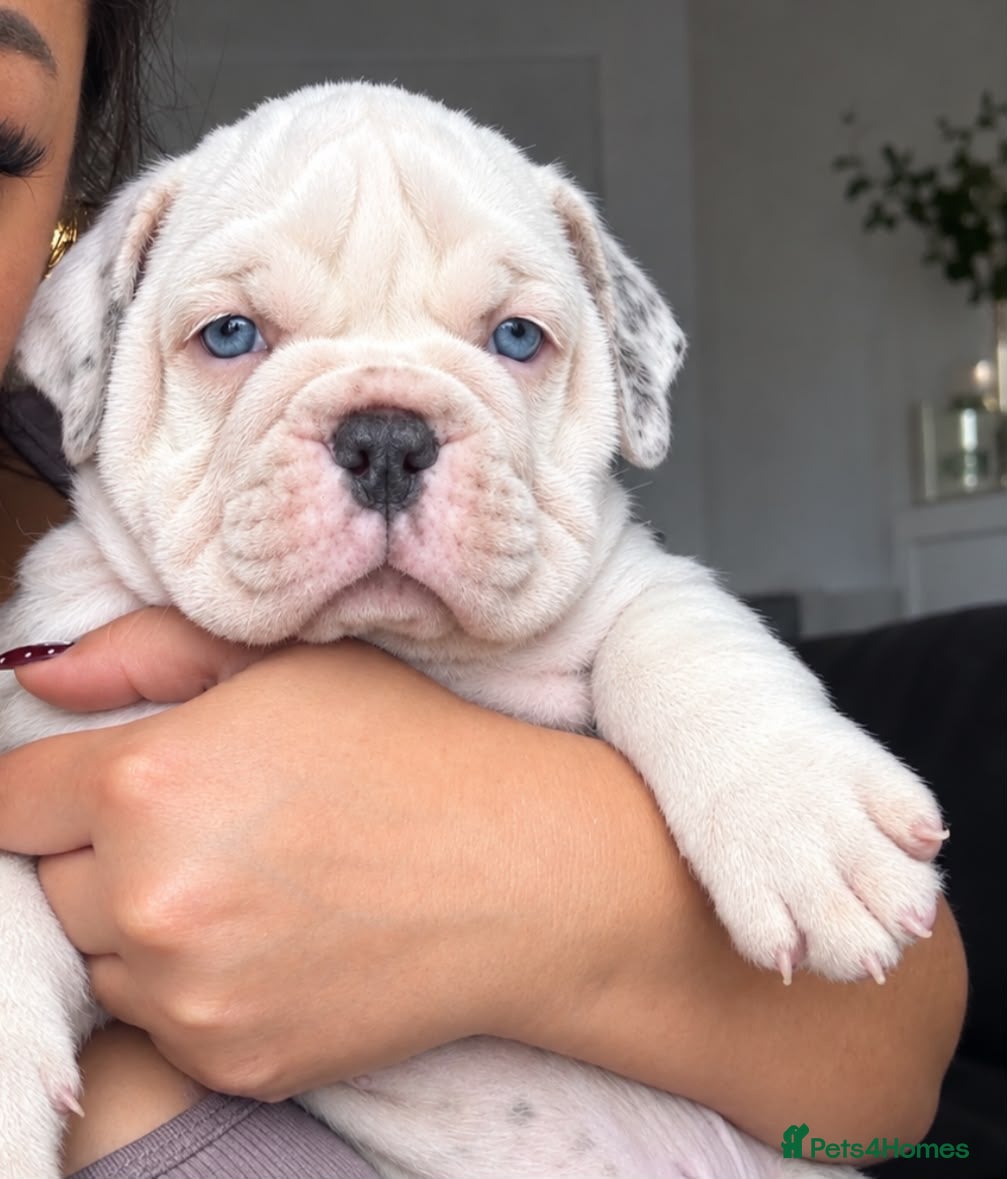Olde English Bulldogge dogs 🍁🩵 stunning olde English pups 🩷🍁 - Advert 4
