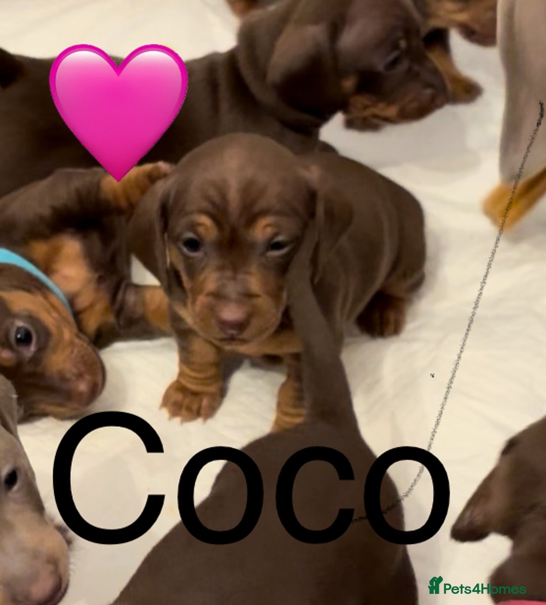 Miniature Dachshund dogs for sale: Miniature dachshund puppies  - Advert 20