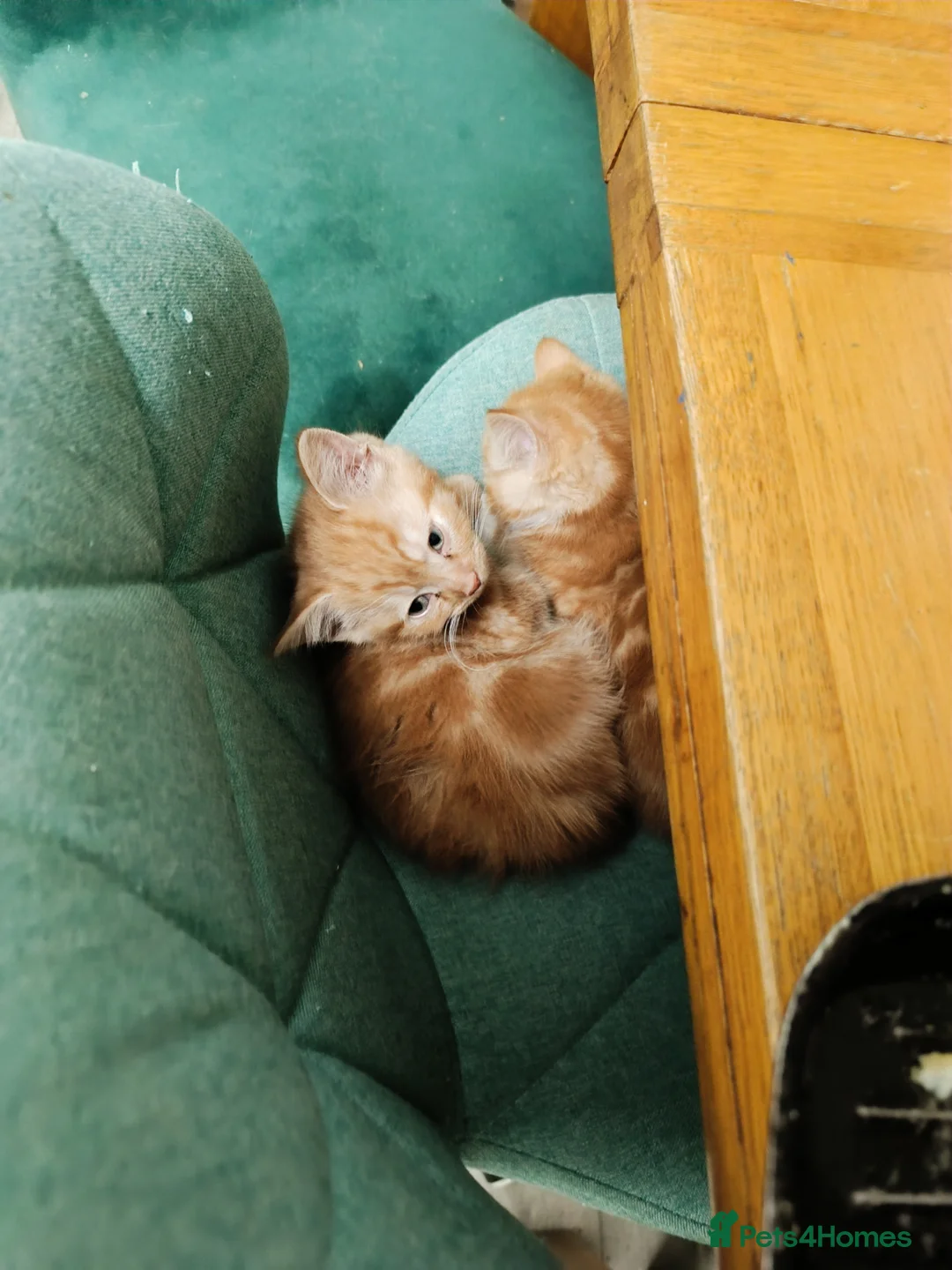 Ragdoll cats for sale: Only ginger male available  - Advert 13