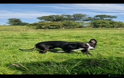 Border Collie dogs for sale: ISDS REGISTER BORDER COLLIE  - Image 3