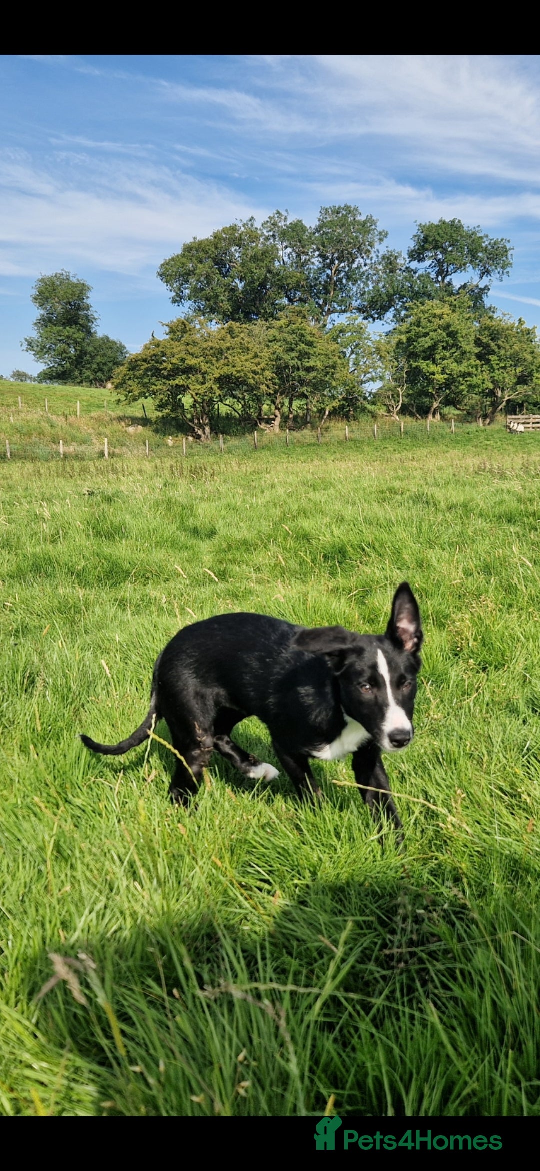 Border Collie dogs for sale: ISDS REGISTER BORDER COLLIE  - Image 3