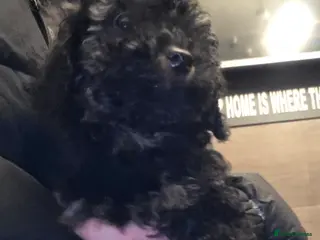 Doxiepoo dogs Beautiful toy poodle phantom rare colour 3/4 pups - Advert 1