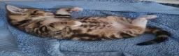 American Shorthair cats for sale: Lovely and gorgeous kittens!❤️🥰 - Advert 9