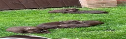 Sprocker dogs for sale: Beautiful sprocker puppies  - Advert 1