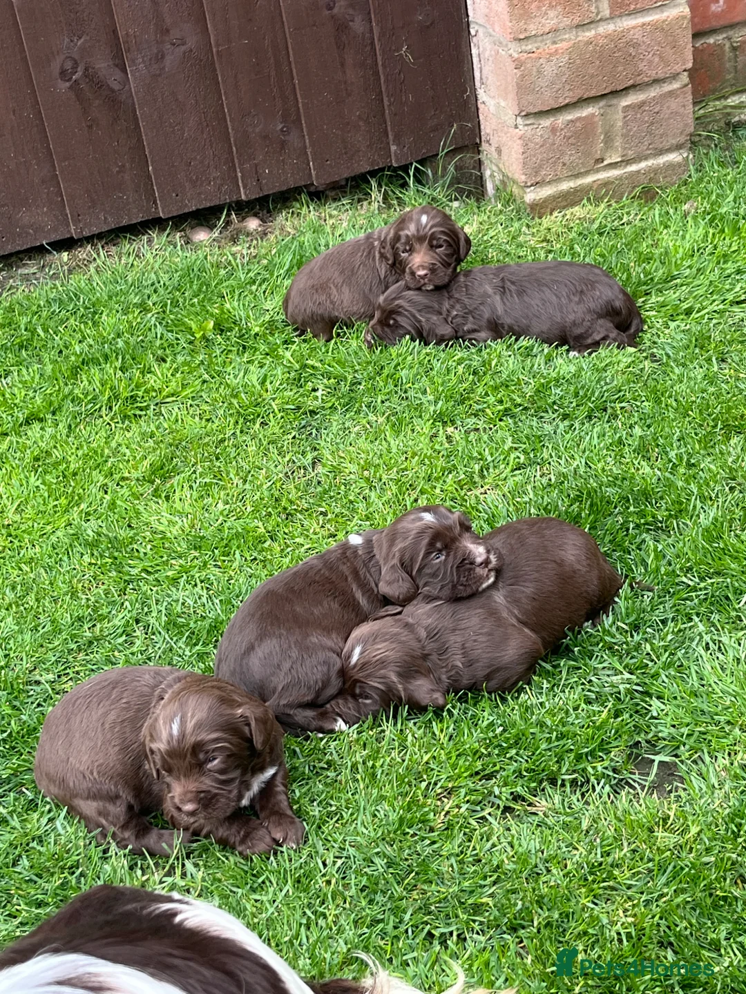 Sprocker dogs for sale: Beautiful sprocker puppies  - Advert 1