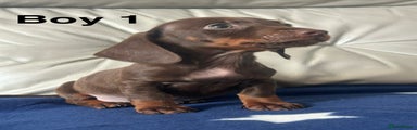 Miniature Dachshund Puppy 2