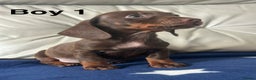 Miniature Dachshund dogs for sale: 3 miniature dachshund puppies  - Advert 4