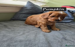 Cavapoo dogs for sale: Gorgeous Cavapoo puppies looking for forever home - Image 2