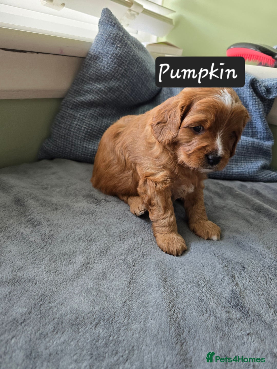 Cavapoo dogs for sale: Gorgeous Cavapoo puppies looking for forever home - Image 2