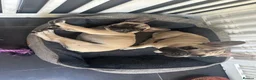 French Bulldog dogs for sale: Female fawn coat and a black mask. - Advert 4