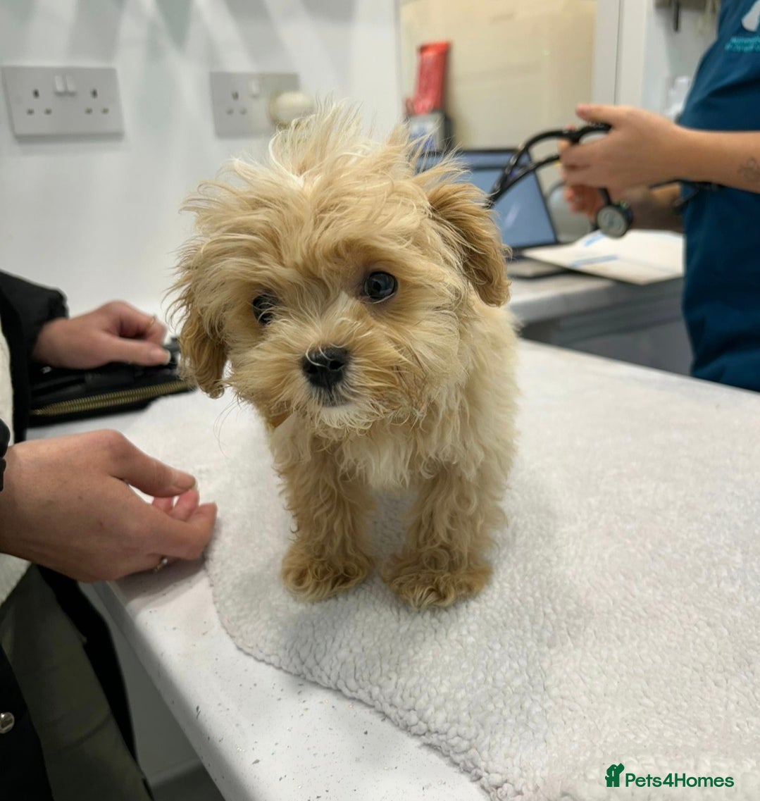 Maltipoo dogs MALTIPOO PUPPIES - Advert 14