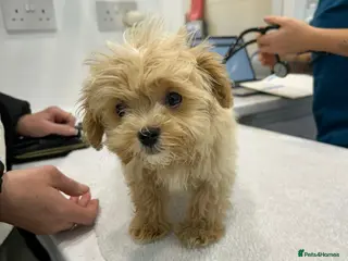 Maltipoo dogs MALTIPOO PUPPIES - Advert 14