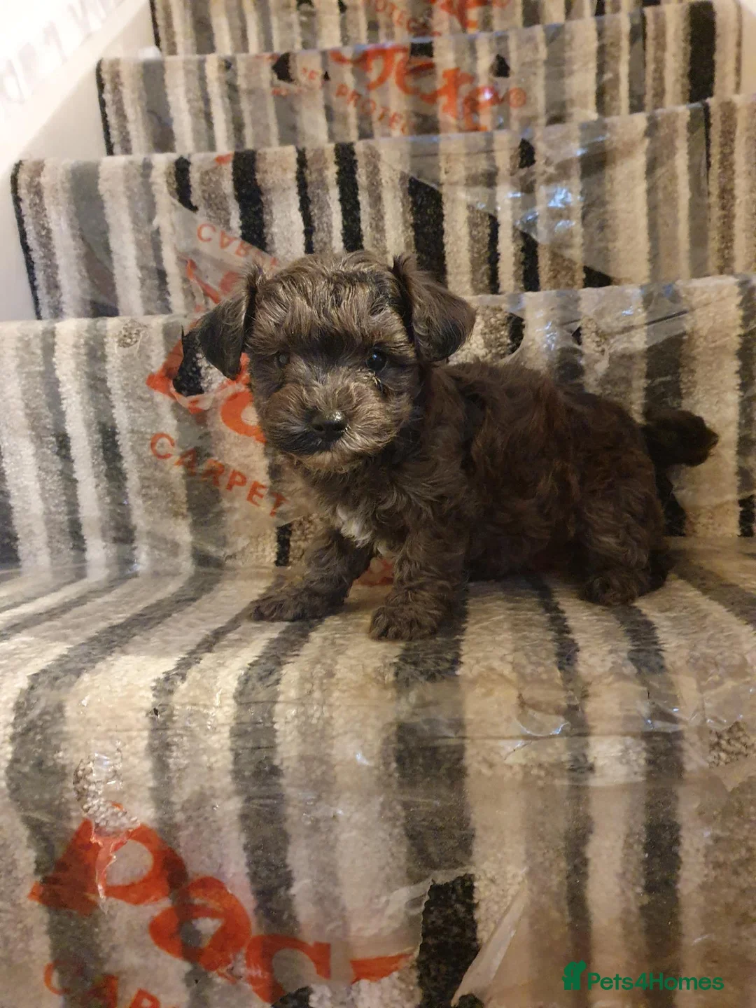 Maltipoo dogs for sale: F1 multipoo toy puppies  - Advert 11