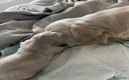 Golden Retriever dogs for sale: 3 beautiful Golden Retriever puppies  - Image 15