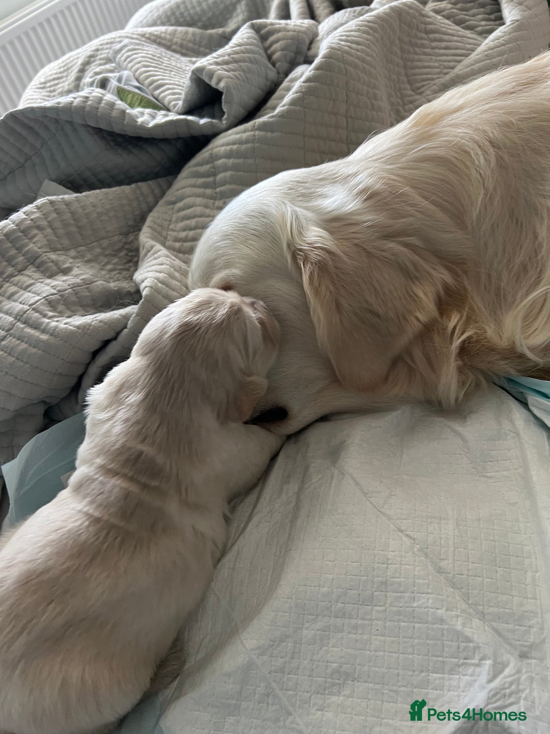 Golden Retriever dogs for sale: 3 beautiful Golden Retriever puppies  - Image 15