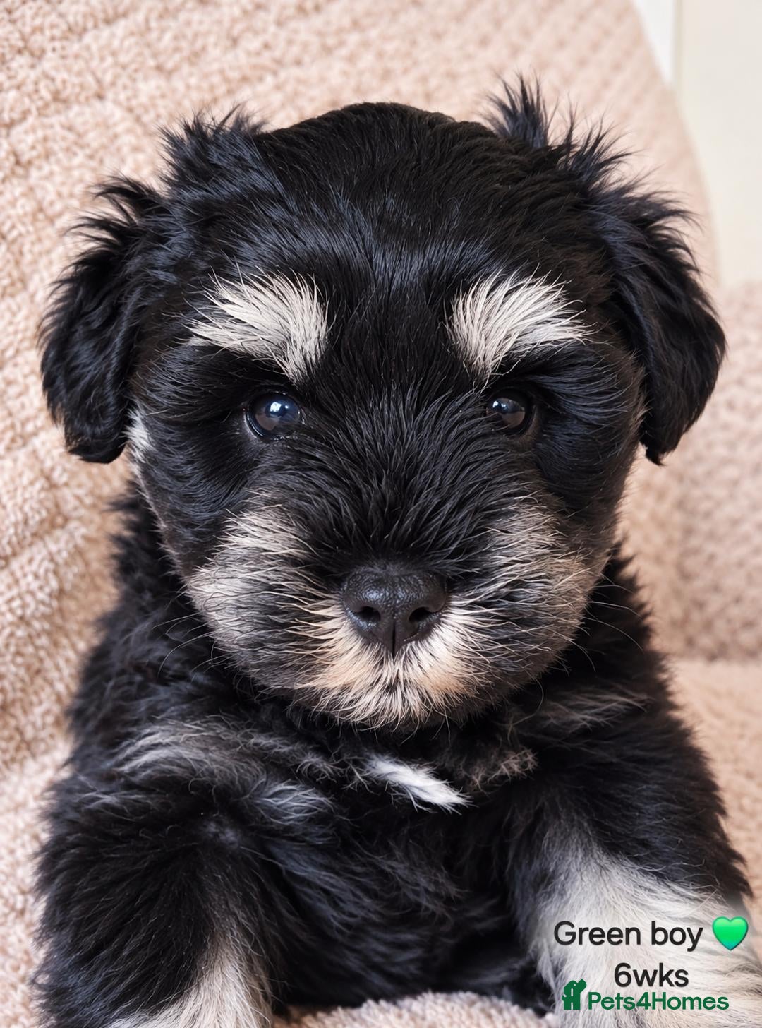 Miniature Schnauzer dogs Stunning black and silver Miniature Schnauzer Pups - Advert 2