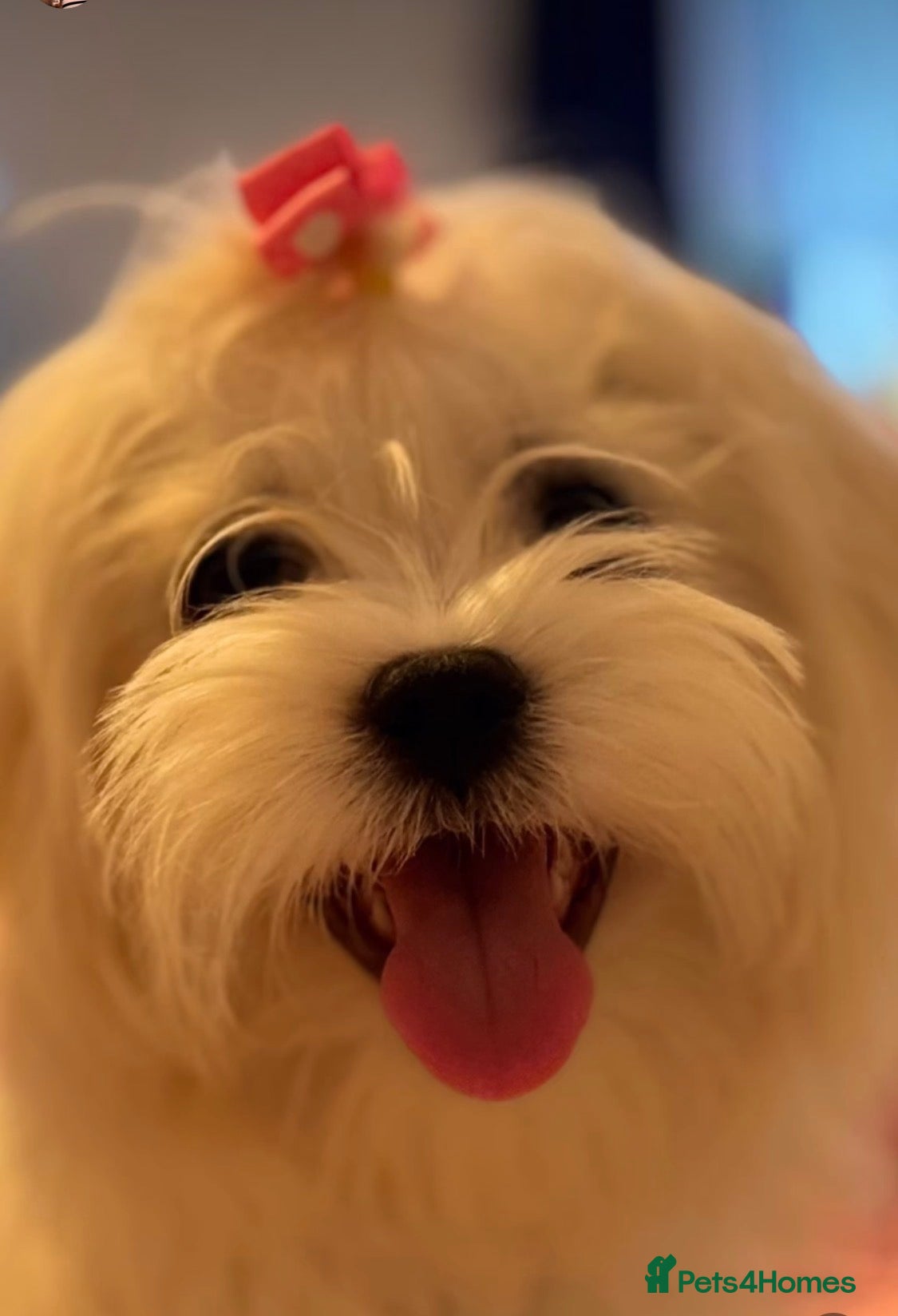 Maltese dogs Kc registered mini Maltese girls  - Advert 2