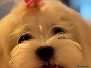 Maltese dogs Kc registered mini Maltese girls - Advert 2