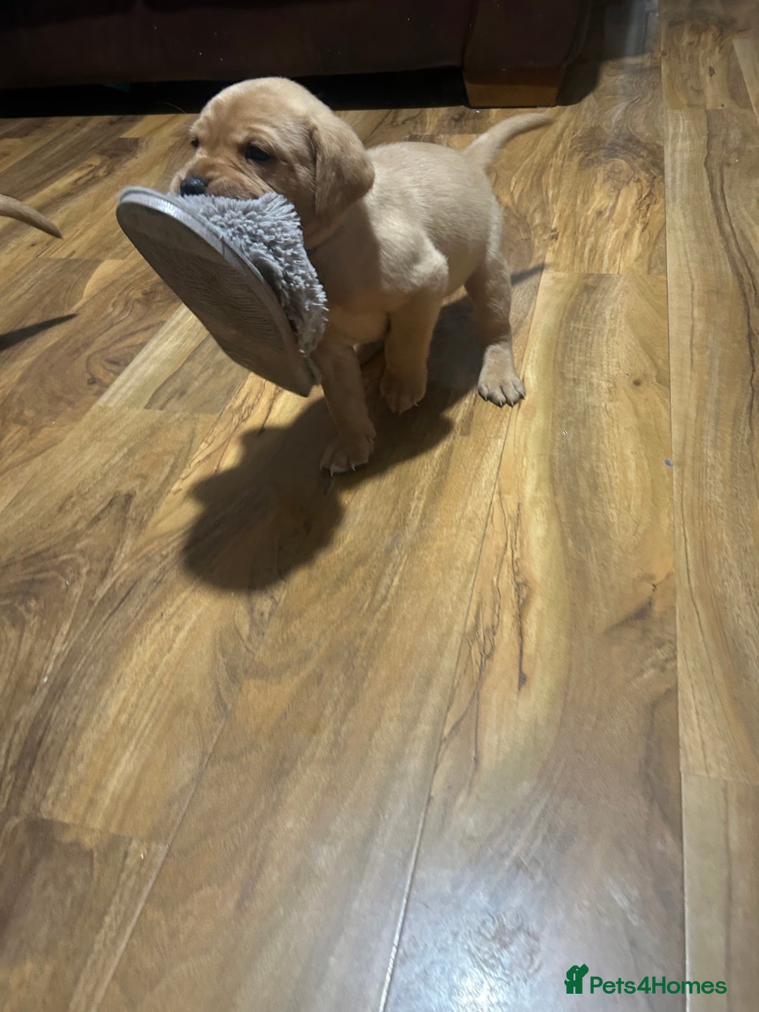 Labrador Retriever dogs for sale: 5 Pedigree KC Reg Fox Red Labs ready NYE  - Advert 5