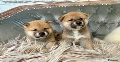 Japanese Shiba Inu dogs - Advert 3