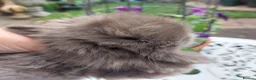 Angora rabbits for sale: TEDDYWIDDER BABIES  - Advert 5