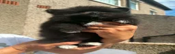 Pomeranian dogs for sale: Gorgeous Pomeranian Puppies in Morecambe - Advert 2