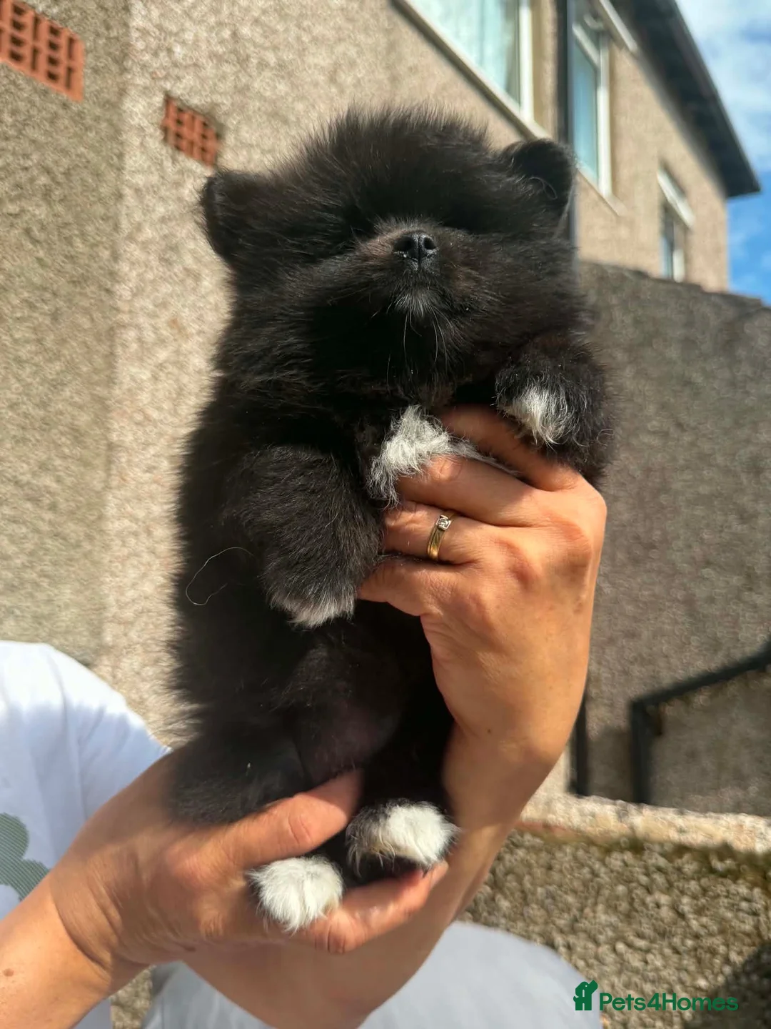 Pomeranian dogs for sale: Gorgeous Pomeranian Puppies in Morecambe - Advert 2