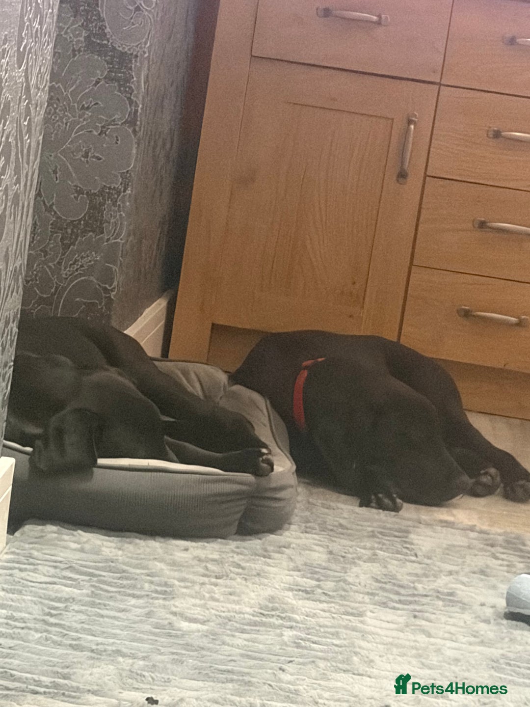 Labrador Retriever dogs for sale: Two male lab - Advert 4