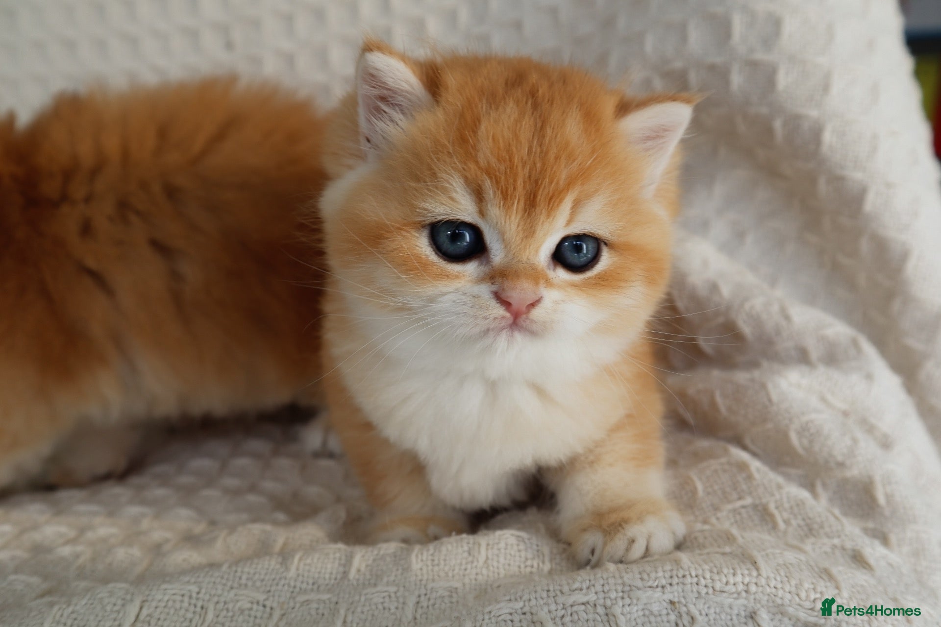 British Shorthair cats Golden NY12 Boys Champion & Tested Lines 🧸 - Advert 1