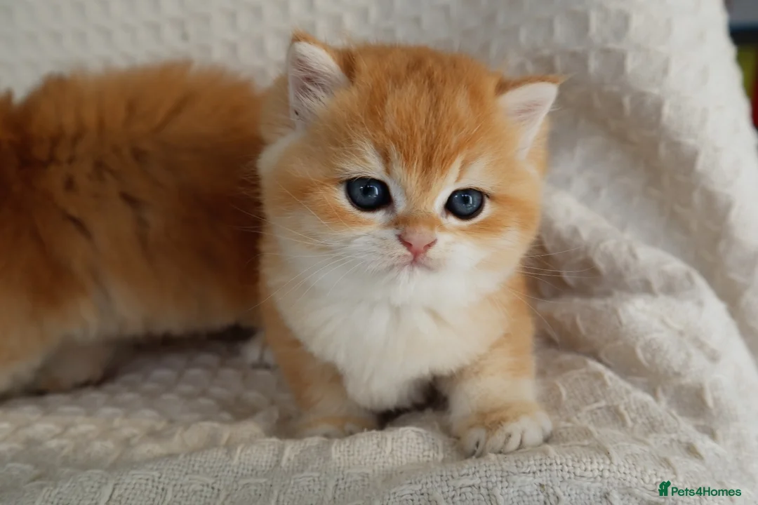 British Shorthair cats for sale: Golden NY12 Boys Champion & Tested Lines 🧸 - Advert 1