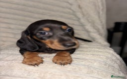 Miniature Dachshund dogs for sale: Smooth coat Minature Dacshund’s  - Image 7