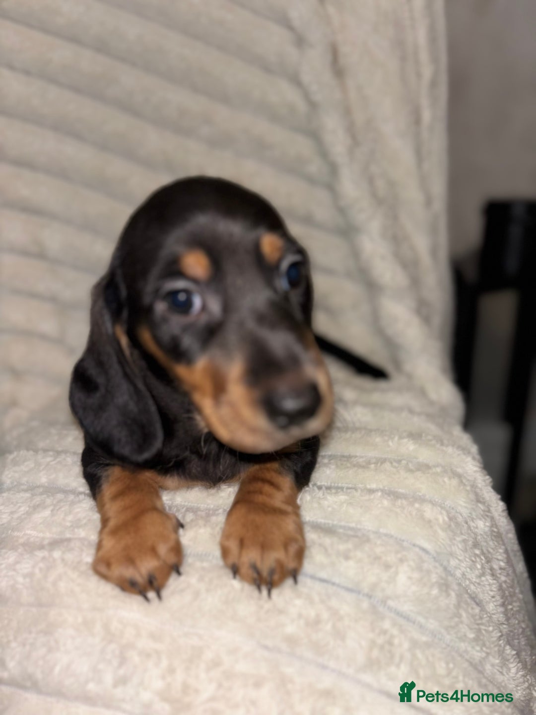 Miniature Dachshund dogs for sale: Smooth coat Minature Dacshund’s  - Image 7