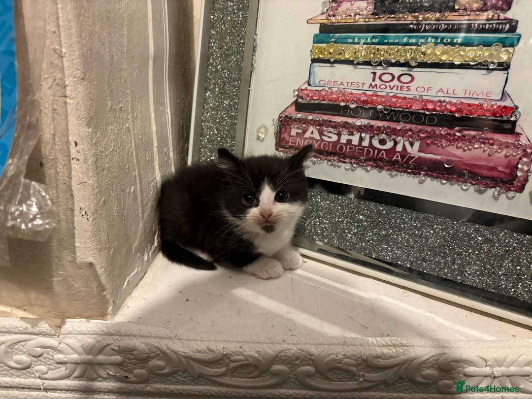 British Longhair cats for sale: british shorthair and longhair kittens for sale  - Advert 12