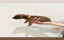 Mixed Breed dogs for sale: Doberman X XL Bully  - Image 17